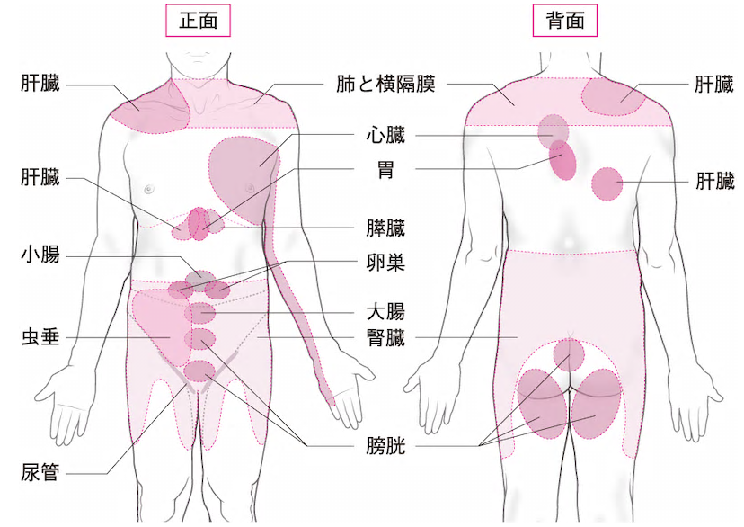 内臓の関連痛を示した図