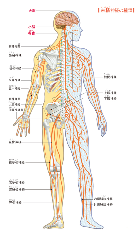 神経の解剖図