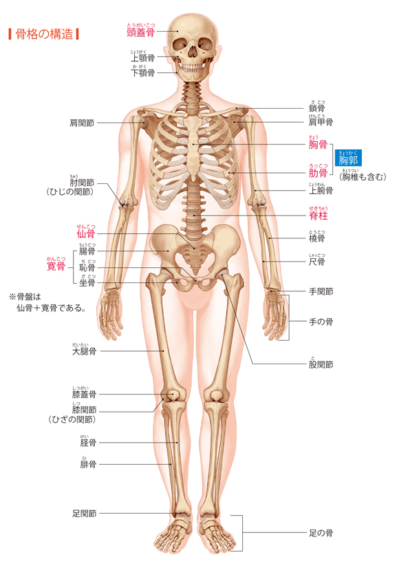 骨の解剖図