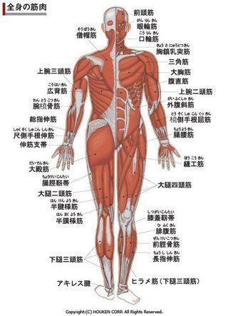 筋の解剖図
