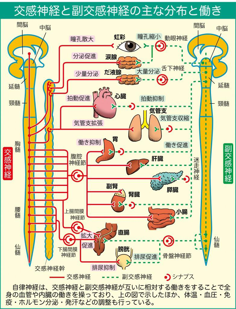 交感神経の働きの画像