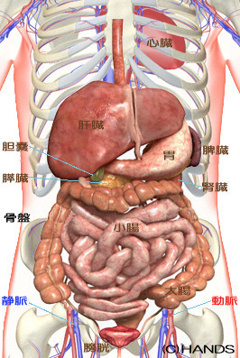 内臓の位置の画像