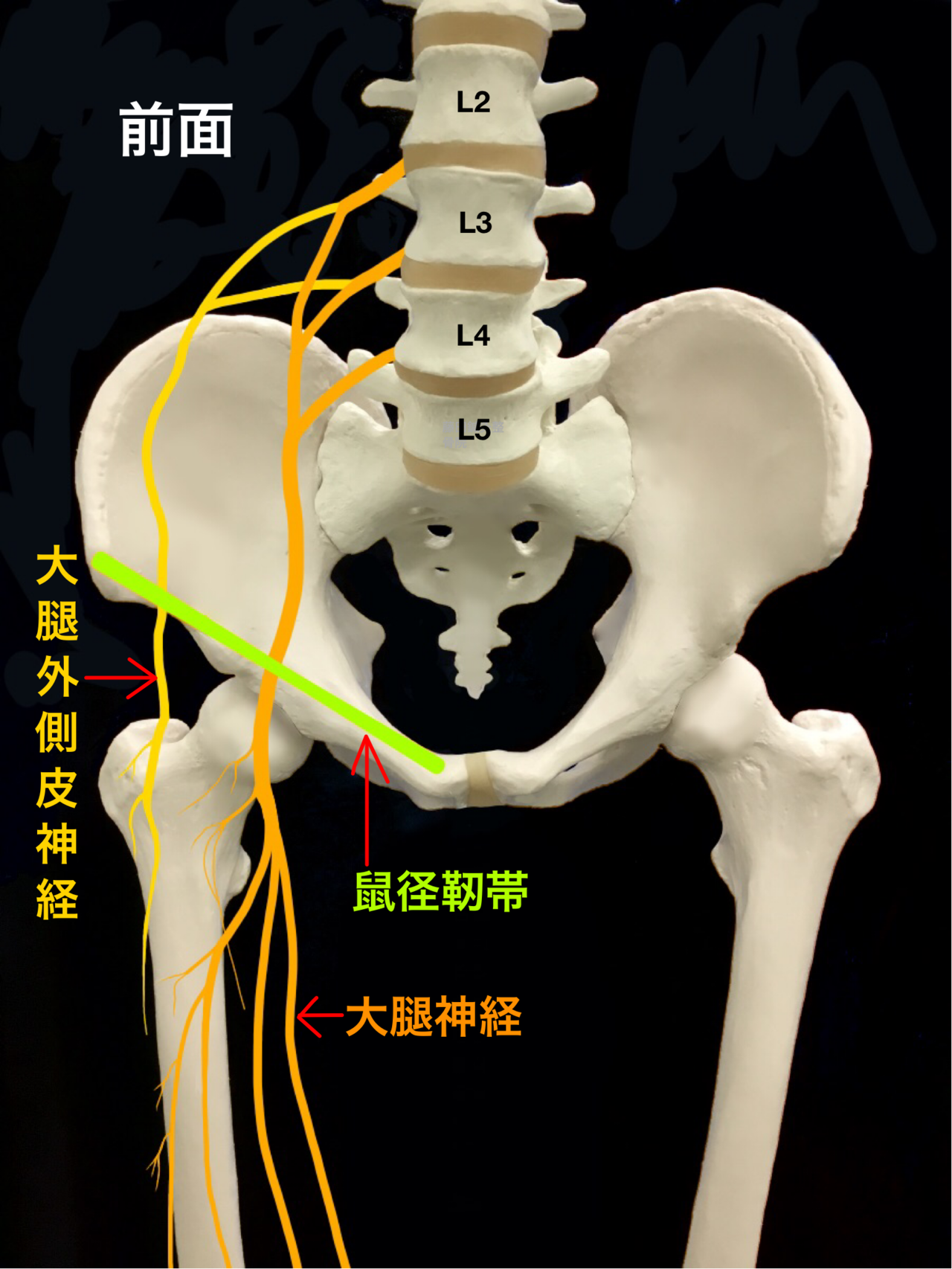 大腿神経の解剖図