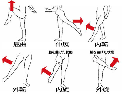 股関節の動きの画像