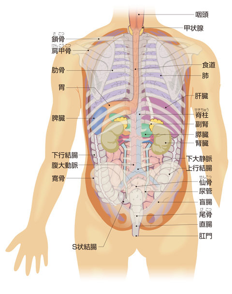 内臓の解剖図