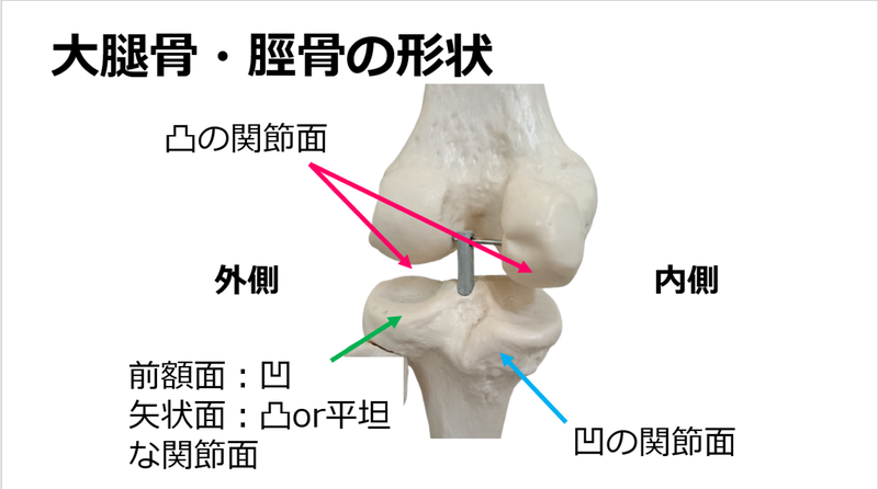 大腿骨と脛骨の関節面の画像