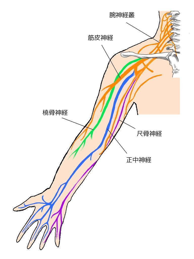 腕神経叢の画像