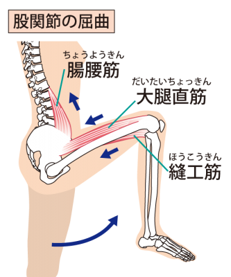 膝関節と股関節の運動連鎖の画像
