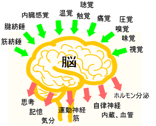 腰痛の原因についての画像