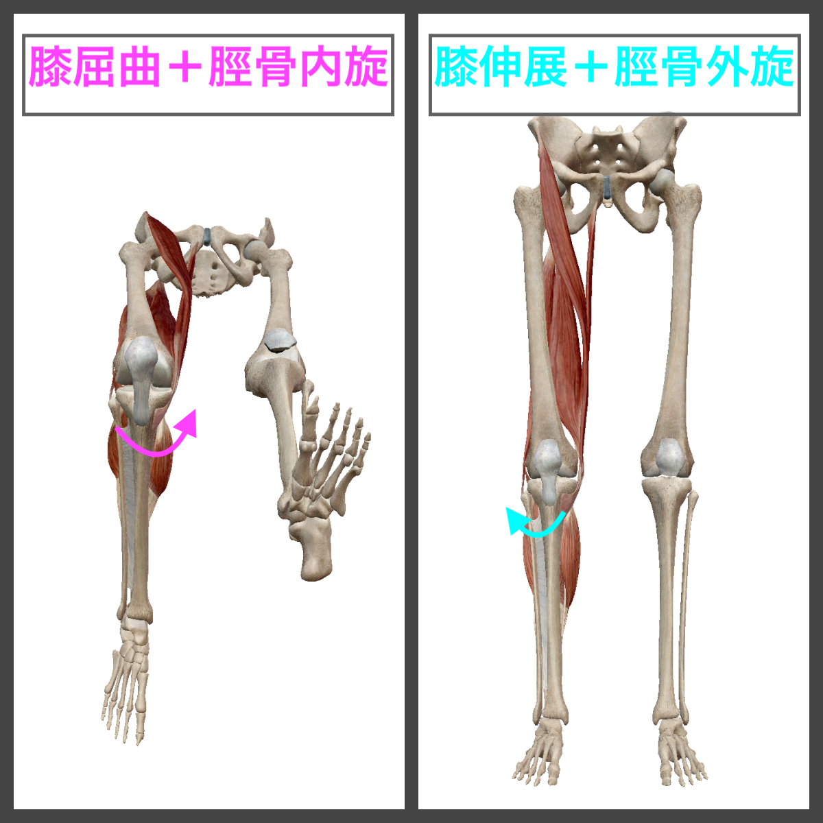 膝関節運動時の脛骨の動きの画像