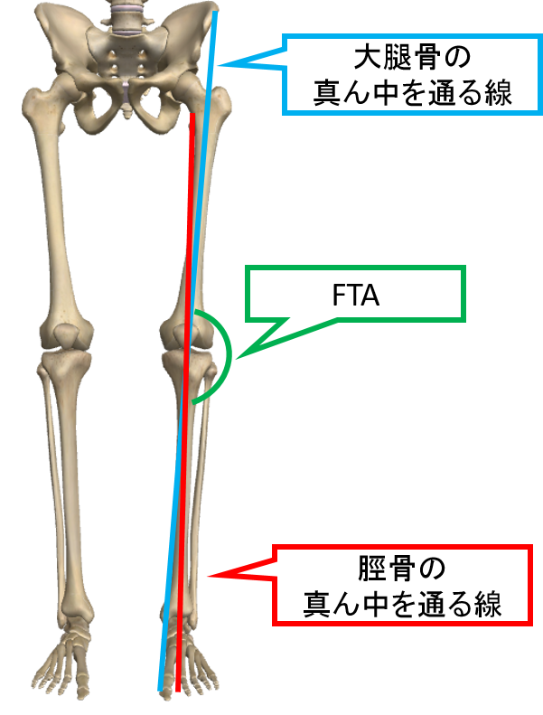 膝関節に対する大腿骨・脛骨・膝蓋骨の正しい位置の画像