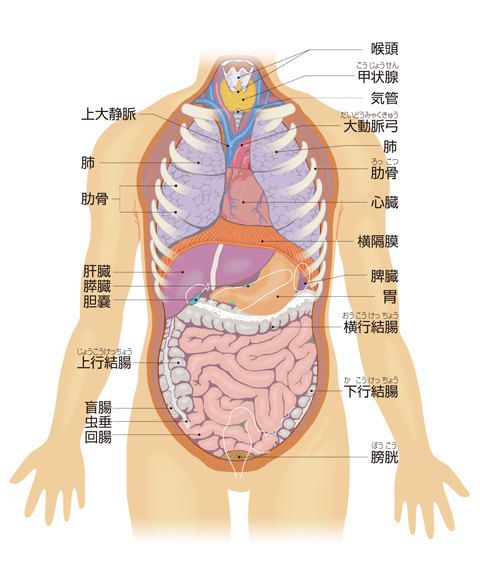 内臓の配置図（前面）の画像