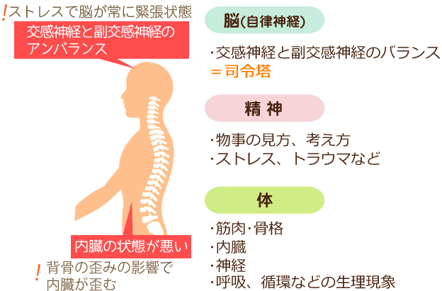 自律神経が乱れる原因の解説