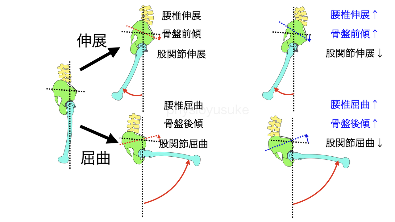 股関節・骨盤・腰椎の関係を示した図