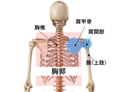 シビレの解説の画像