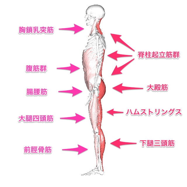 立位保持姿勢に関わる筋の解説図