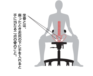 坐骨の位置の画像