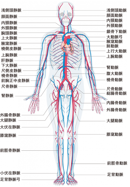 血管の解剖図