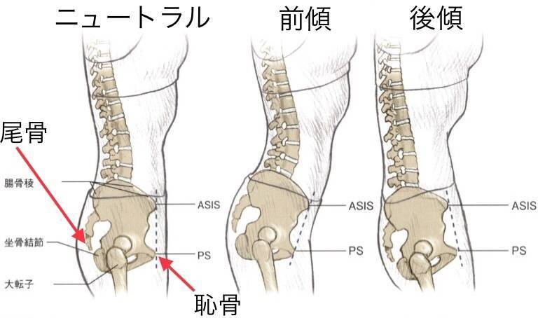 骨盤の動き画像