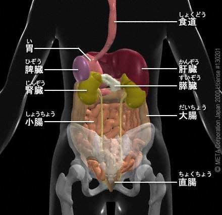後ろから内臓の位置を見た画像