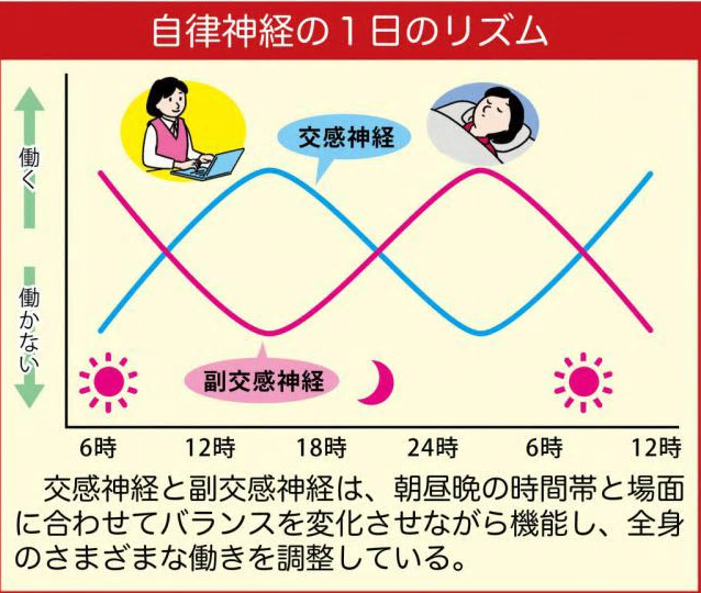 自律神経の１日の流れの解説画像