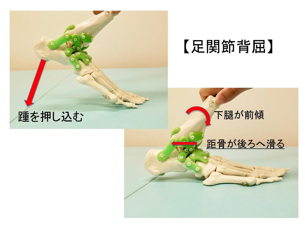 足関節の運動の画像
