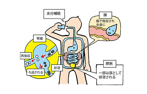 水は腸で吸収される画像