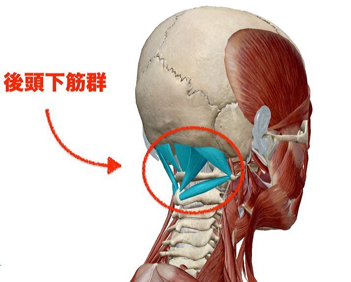 立位時の不良姿勢の画像