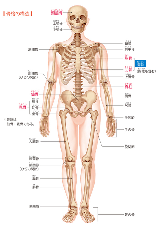 人体図説　骨格　ほねつぎ　整骨　接骨　整形 楽天市場】【楽天1位】人体模型 骨格模型 骨 約85cm 1/2モデル